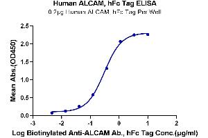 ELISA image for Activated Leukocyte Cell Adhesion Molecule (ALCAM) (AA 28-526) protein (Fc Tag) (ABIN7273817)