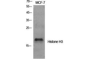 Western Blot (WB) analysis of specific cells using Histone H3 Polyclonal Antibody. (Histone 3 Antikörper  (Lys381))