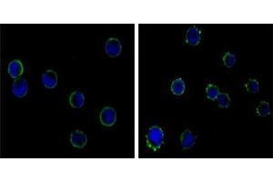 Immunofluorescence analysis of HL-60 (left) and K562 (right) cells using CD19 antibody (green). (CD19 Antikörper)