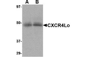 Western Blotting (WB) image for anti-Chemokine (C-X-C Motif) Receptor 4 (CXCR4) (N-Term) antibody (ABIN1031337) (CXCR4 Antikörper  (N-Term))