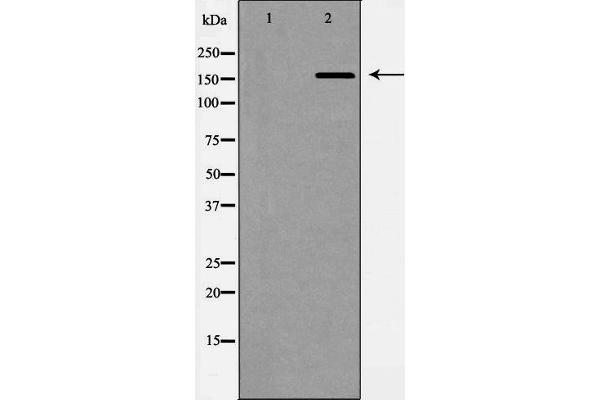 ABCC1 Antikörper  (N-Term)