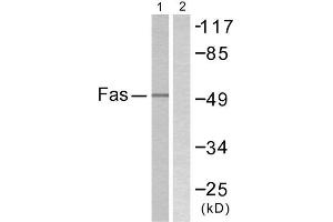 Western Blotting (WB) image for anti-TNF Receptor Superfamily, Member 6 (FAS) (C-Term) antibody (ABIN1848823) (FAS Antikörper  (C-Term))
