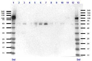 Western Blot of Rabbit anti-KLF4 antibody Western Blot of Rabbit anti-KLF4 antibody. (KLF4 Antikörper  (N-Term))