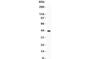 Western blot testing of SERPINB2 antibody and human placenta lysate. (SERPINB2 Antikörper  (AA 1-180))