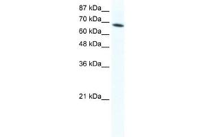 DDX1 antibody used at 1. (DDX1 Antikörper)