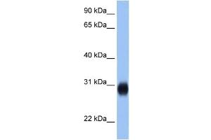 RAB3D antibody (20R-1343) used at 0. (RAB3D Antikörper  (C-Term))