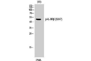 Western Blotting (WB) image for anti-Chemokine (C-X-C Motif) Receptor 2 (CXCR2) (pSer347) antibody (ABIN3173380) (CXCR2 Antikörper  (pSer347))