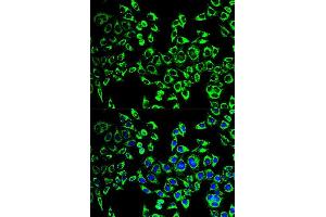 Immunofluorescence analysis of HeLa cell using HSPD1 antibody. (HSPD1 Antikörper  (AA 27-240))