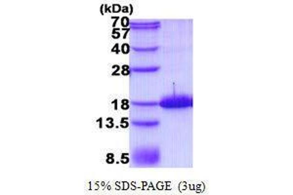 TAC1 Protein