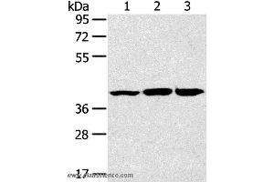 Western blot analysis of Raw264. (JNK2 Antikörper)