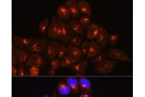 Immunofluorescence analysis of HeLa cells using GOLGA4 Polyclonal Antibody at dilution of 1:100 (40x lens). (GOLGA4 Antikörper)