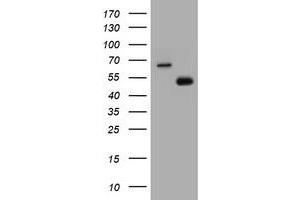 Image no. 1 for anti-CD4 (CD4) antibody (ABIN1497297) (CD4 Antikörper)