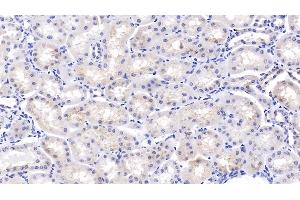 Detection of OPN in Bovine Kidney Tissue using Polyclonal Antibody to Osteopontin (OPN) (Osteopontin Antikörper  (AA 17-278))