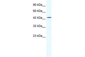 Western Blotting (WB) image for anti-DMRT-Like Family B with Proline-Rich C-terminal, 1 (DMRTB1) antibody (ABIN2461285) (DMRTB1 Antikörper)