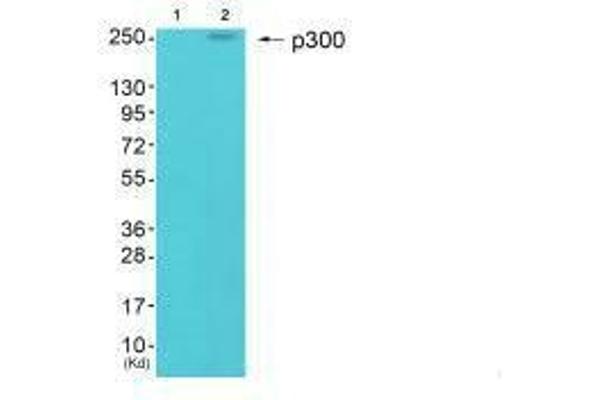 PTGER3 Antikörper  (N-Term)