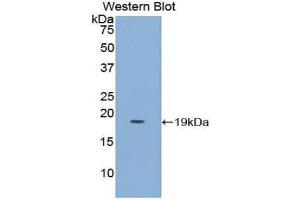 Western Blotting (WB) image for anti-Placenta Growth Factor (PGF) (AA 43-162) antibody (ABIN1860263) (PLGF Antikörper  (AA 43-162))