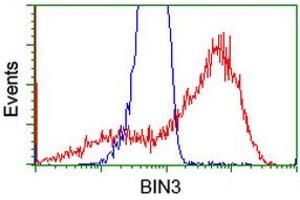Flow Cytometry (FACS) image for anti-Bridging Integrator 3 (BIN3) antibody (ABIN1496924) (BIN3 Antikörper)