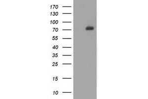 HEK293T cells were transfected with the pCMV6-ENTRY control (Left lane) or pCMV6-ENTRY SAMHD1 (Right lane) cDNA for 48 hrs and lysed. (SAMHD1 Antikörper)