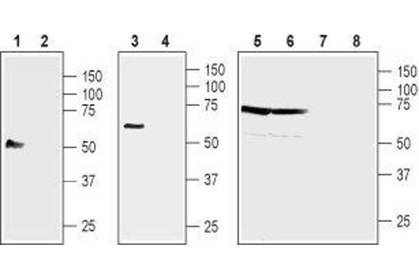 NIPAL4 Antikörper  (2nd Extracellular Loop)