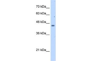 WB Suggested Anti-FDFT1 Antibody Titration:  2. (FDFT1 Antikörper  (N-Term))