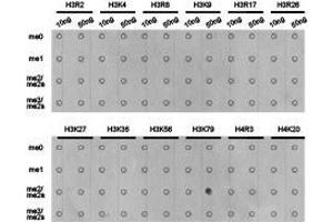 Western Blotting (WB) image for anti-Histone 3 (H3) (H3K79me2) antibody (ABIN1873007) (Histone 3 Antikörper  (H3K79me2))