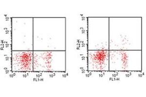 Flow Cytometry (FACS) image for anti-Interleukin 2 Receptor, alpha (IL2RA) antibody (PE) (ABIN6657778)