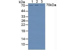 Western blot analysis of (1) Human HeLa cells, (2) Human HepG2 Cells and (3) Human Liver Tissue. (HPSE Antikörper  (AA 34-115))