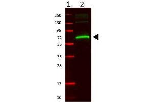 Western Blot of Rabbit anti-Mouse Serum Albumin cat. (Albumin Antikörper)