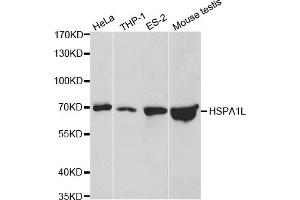 Western blot analysis of extracts of various cell lines, using HSPA1L antibody. (HSPA1L Antikörper)