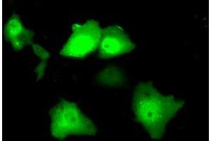 Anti-SRR mouse monoclonal antibody (ABIN2453687) immunofluorescent staining of COS7 cells transiently transfected by pCMV6-ENTRY SRR (RC210359). (SRR Antikörper)