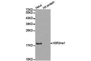 Western Blotting (WB) image for anti-Histone 3 (H3) (H3R2me) antibody (ABIN1873013) (Histone 3 Antikörper  (H3R2me))