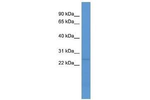 C1ql1 antibody used at 0. (C1ql1 Antikörper  (N-Term))