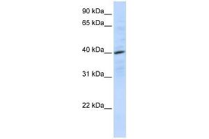 CXCR4 antibody used at 0. (CXCR4 Antikörper  (N-Term))