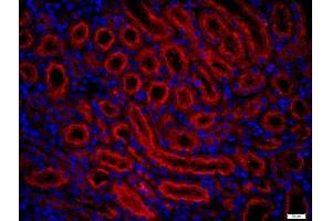 Paraformaldehyde-fixed, paraffin embedded rat kidney, Antigen retrieval by boiling in sodium citrate buffer (pH6) for 15min, Block endogenous peroxidase by 3% hydrogen peroxide for 20 minutes, Blocking buffer (normal goat serum) at 37°C for 30min, Antibody incubation with 	Fx1A Polyclonal Antibody, Unconjugated  at 1:400 overnight at 4°C, followed by a conjugated secondary (Goat Anti-rabbit IgG/Bio) for 20 minutes at 37°C, followed by a conjugated streptavidin -Cy3) at 1:500] for 40 minutes and DAPI staining of the nuclei. (Fx1a Antikörper)