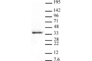 Western Blot: HeLa nuclear extract (20 µg per lane) probed with the Histone H1. (Histone H1.5 Antikörper  (pSer17))