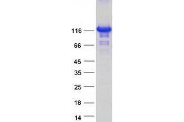 ZHX3 Protein (Myc-DYKDDDDK Tag)