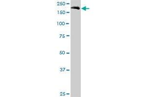 EIF5B MaxPab polyclonal antibody. (EIF5B Antikörper  (AA 1-1220))