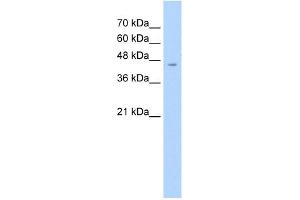 ASS1 antibody used at 2. (ASS1 Antikörper  (C-Term))