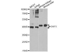 Western blot analysis of extracts of various cell lines, using DAP3 Antibody. (DAP3 Antikörper)