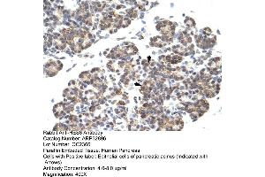 Human Pancreas (HES6 Antikörper  (C-Term))