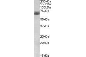 Image no. 1 for anti-Nuclear Factor (erythroid-Derived 2)-Like 2 (NFE2L2) (AA 445-458) antibody (ABIN1103329) (NRF2 Antikörper  (AA 445-458))
