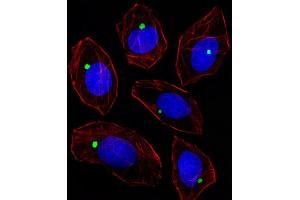 Immunofluorescence (IF) image for anti-Pericentriolar Material 1 (PCM1) antibody (ABIN3003242) (PCM1 Antikörper)