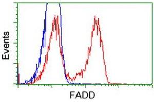 Flow Cytometry (FACS) image for anti-Fas (TNFRSF6)-Associated Via Death Domain (FADD) antibody (ABIN1498178) (FADD Antikörper)