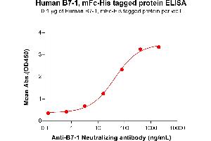 ELISA plate pre-coated by 1 μg/mL (100 μL/well) Human B7-1, mFc-His tagged protein  (ABIN6964082, ABIN7042419 and ABIN7042420) can bind  anti-B7-1 monoclonal antibody,Rabbit mAb clone: DM111 in a linear range of 0. (CD80 Protein (CD80) (AA 35-242) (mFc-His Tag))