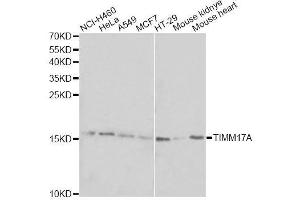 Western blot analysis of extracts of various cell lines, using TIMM17A antibody. (TIMM17A Antikörper  (AA 1-171))