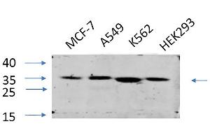 Western Blot analysis of MCF-7 (1), A549 (2), K562 (3), HEK293 (4), diluted at 1:1000. (EIF2A Antikörper)