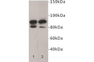 Western Blotting (WB) image for anti-CD19 Molecule (CD19) antibody (ABIN1854855) (CD19 Antikörper)