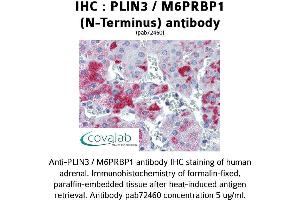Image no. 1 for anti-Perilipin 3 (PLIN3) antibody (ABIN1738155) (PLIN3 Antikörper)