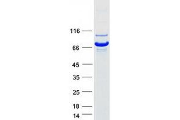 NPLOC4 Protein (Myc-DYKDDDDK Tag)