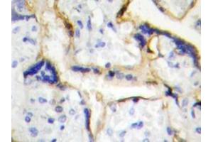 Immunohistochemistry analyzes of Casein Kinase Iε antibody in paraffin-embedded human placenta tissue. (CK1 epsilon Antikörper)